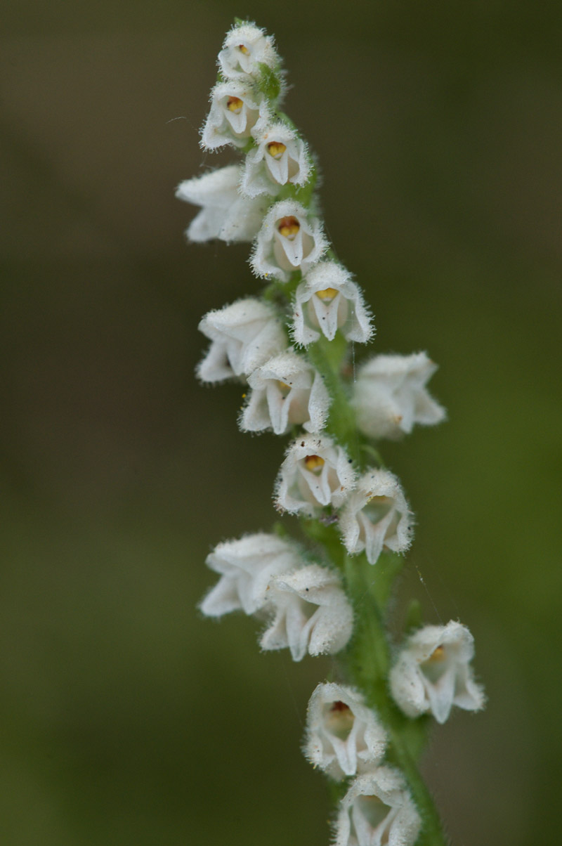 CreepingLadyTresses0408161