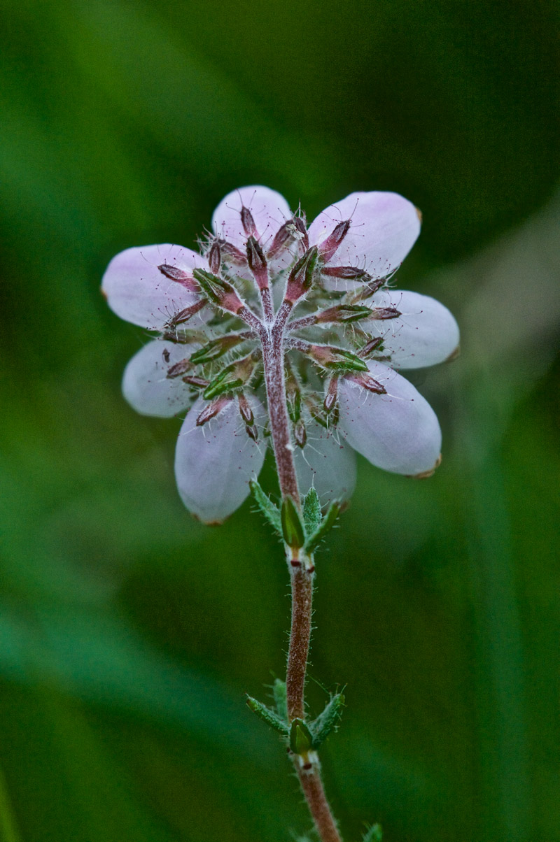 CrossLeavedHeath1207161