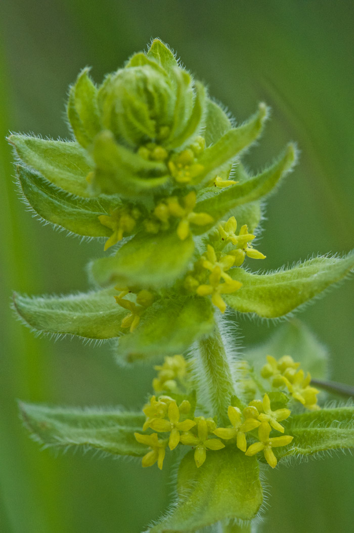 crosswort0205162