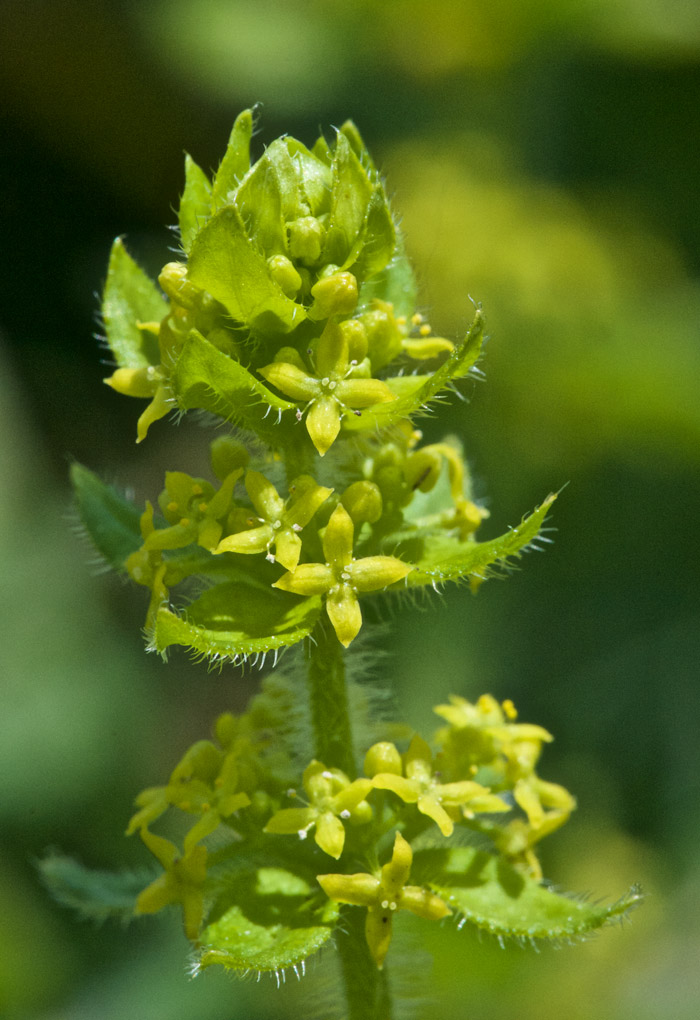 Crosswort1505161