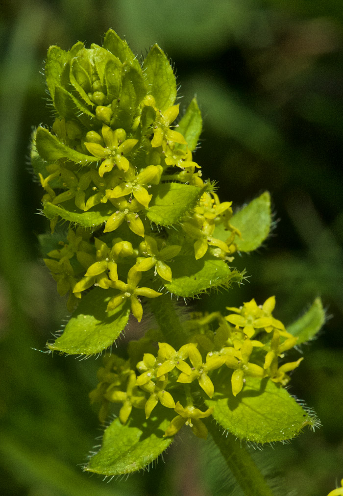 Crosswort1505162