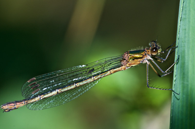 DamselFLy1407162