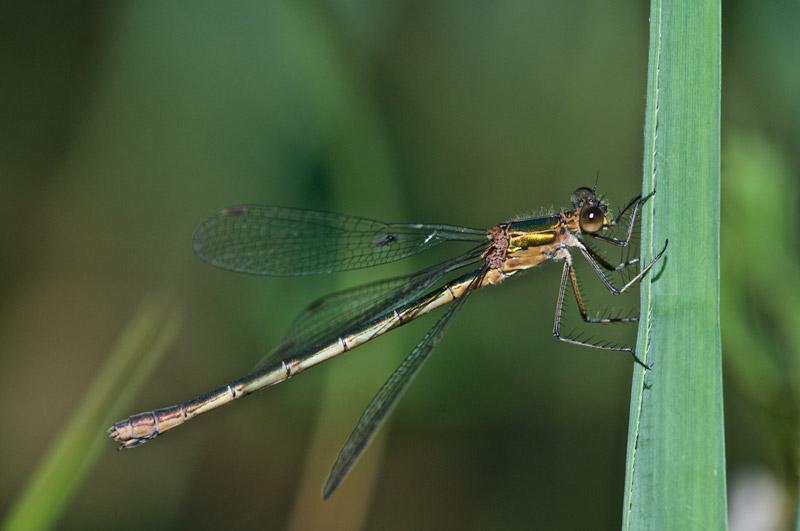 DamselFly1497161