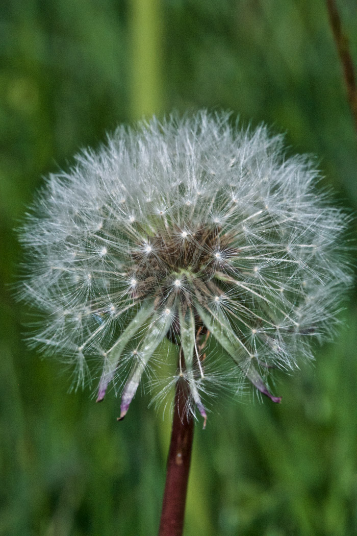 Dandelion1505161