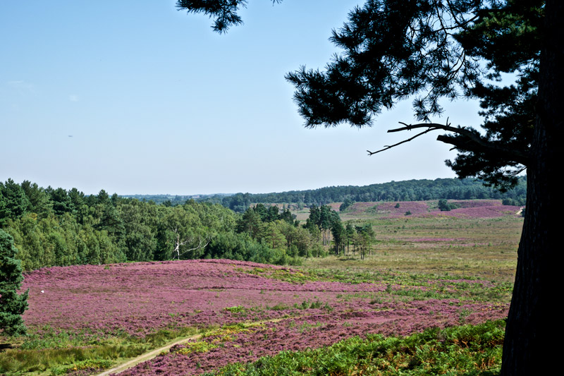 DersinghamBog2408161