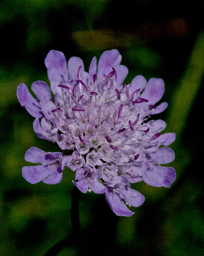 Devil&#39;sBitScabious1508161