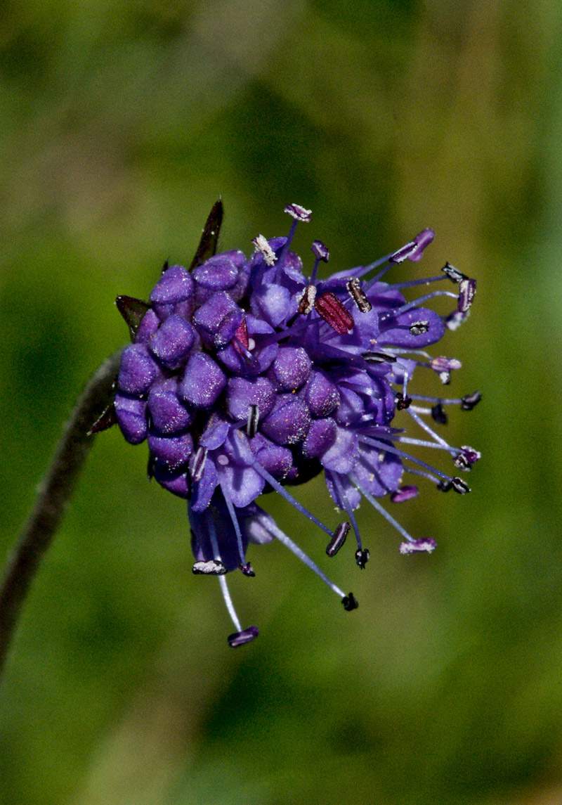 Devil&#39;sBitScabious1508162