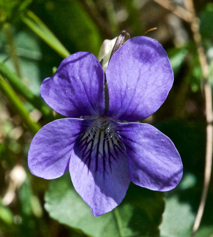 dogviolet0505161