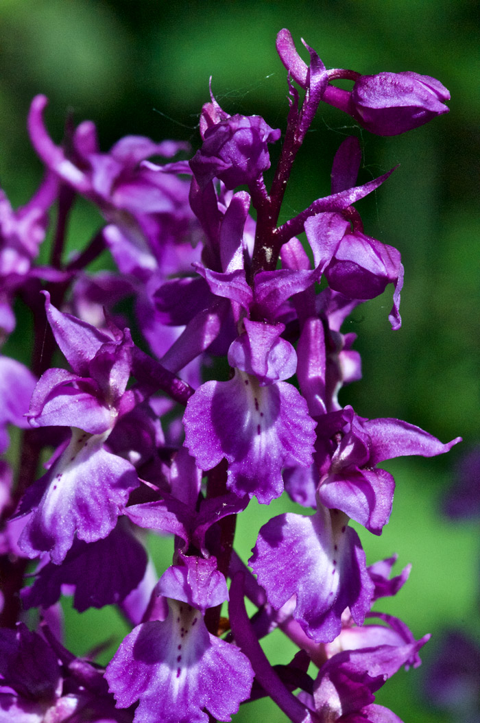 EarlyPurpleOrchid1205161