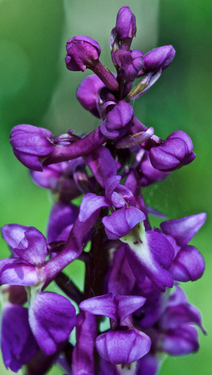 EarlyPurpleOrchid1205162