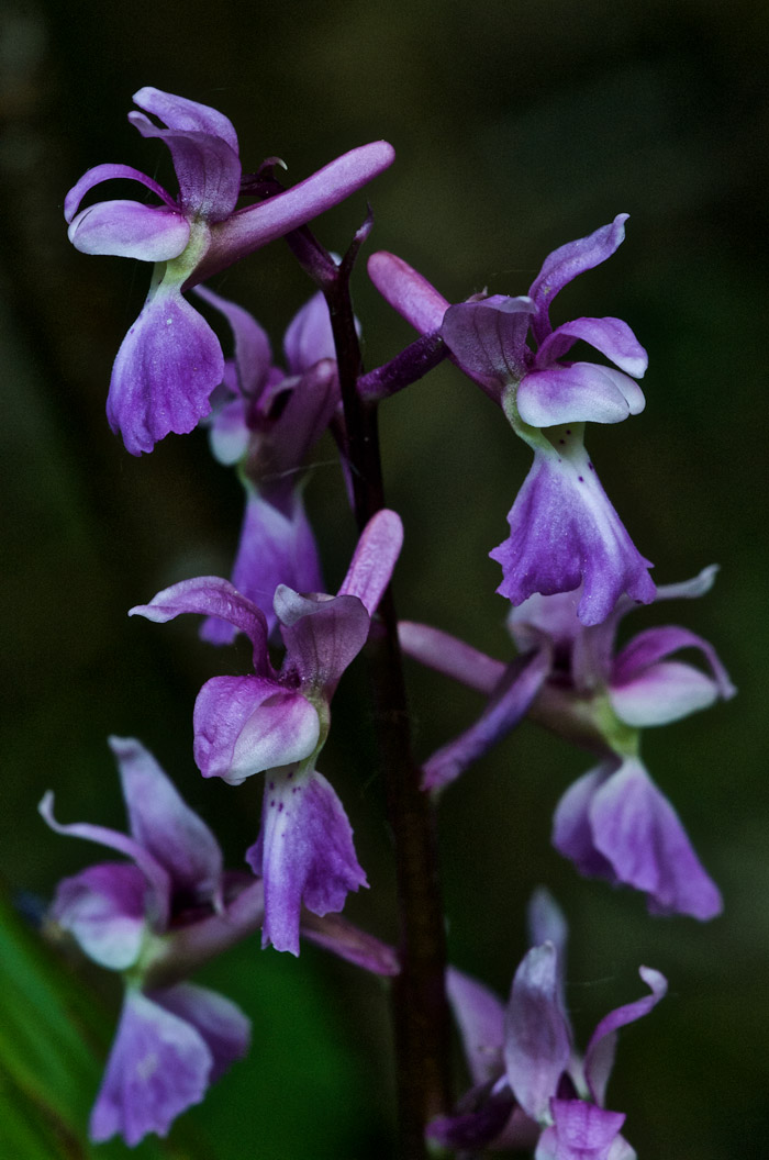 EarlyPurpleOrchid1505162