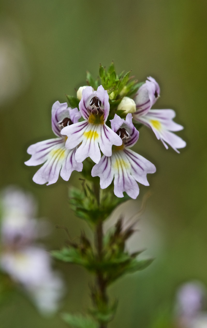 Eyebright2708161