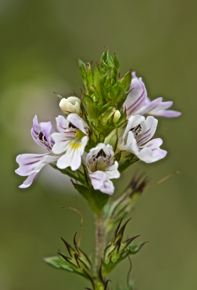 Eyebright2708162