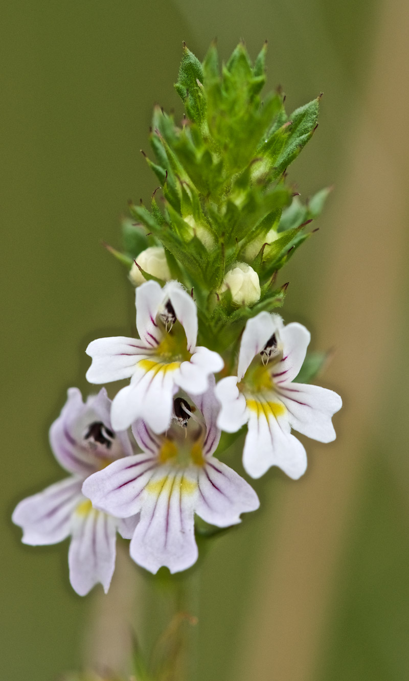 Eyebright2708163