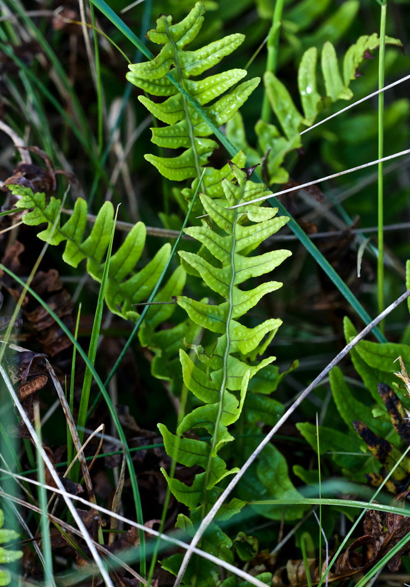 fern0607162