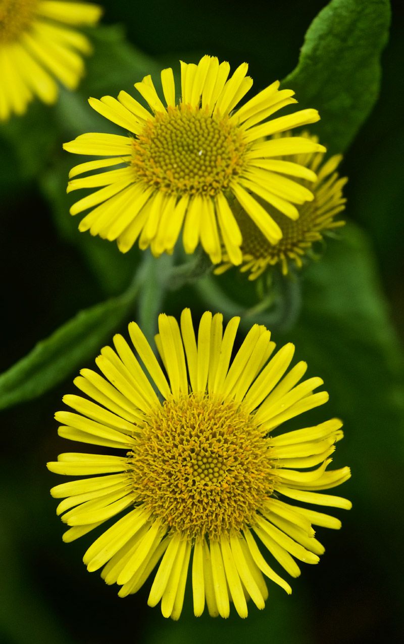 Fleabane2708161