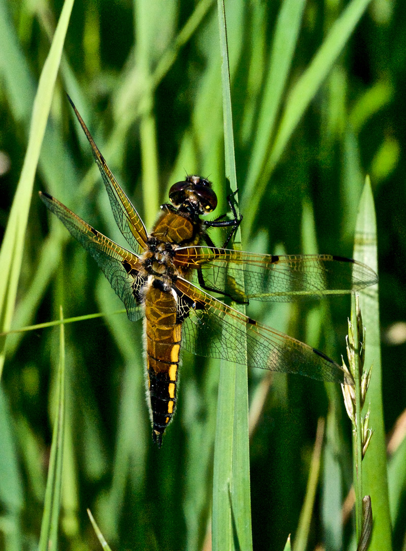 fourspottedchaser0406161