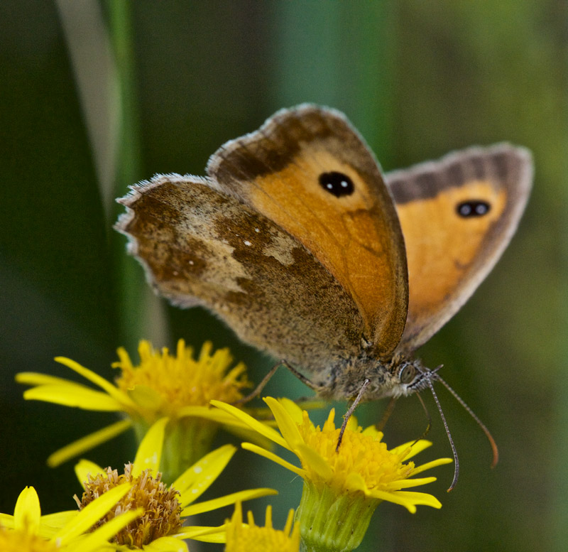 Gatekeeper0208161