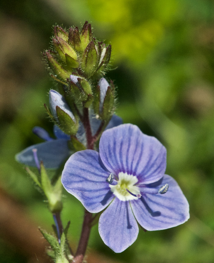 GermanderSpeedwell1505161