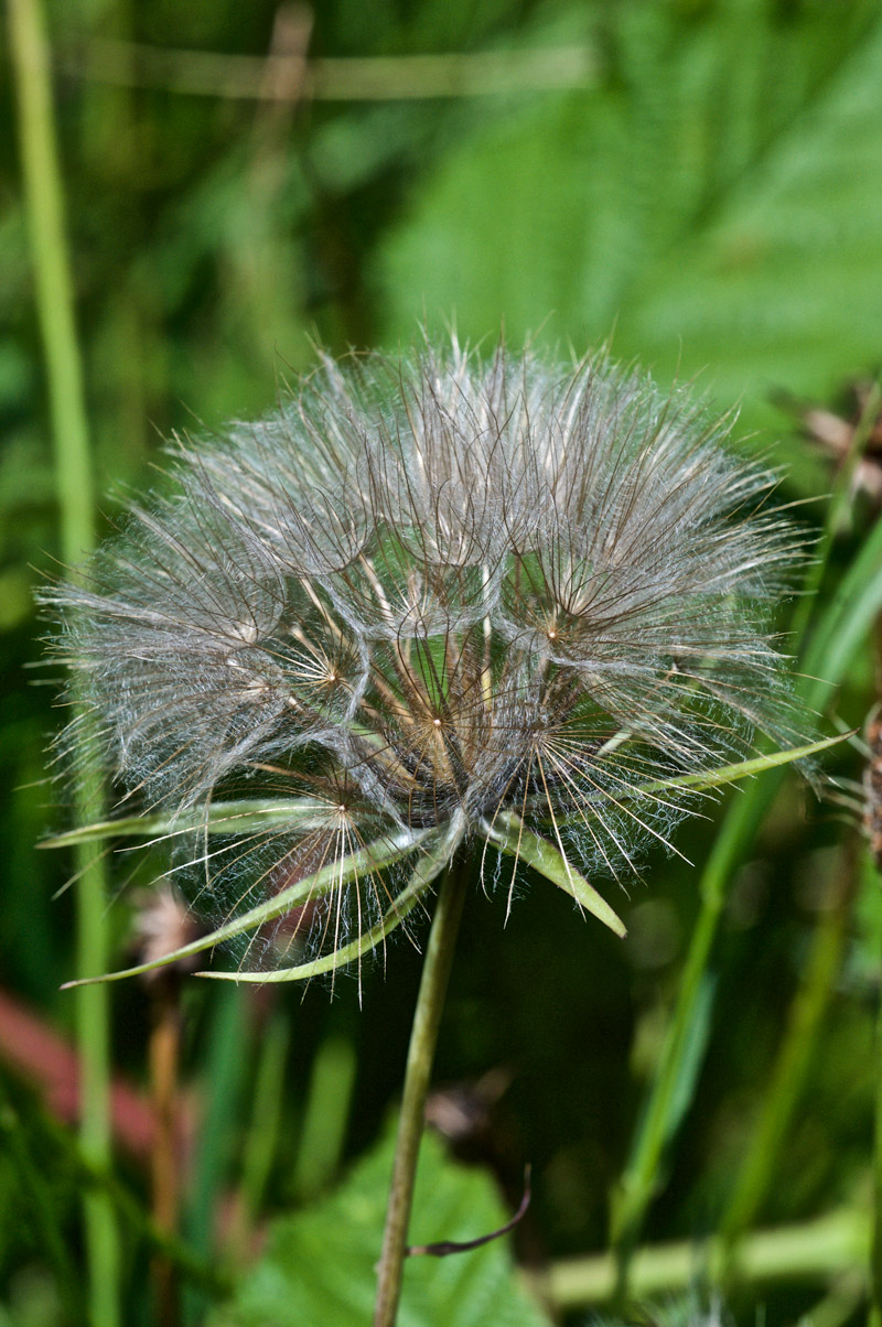 GoatsBeard1507161