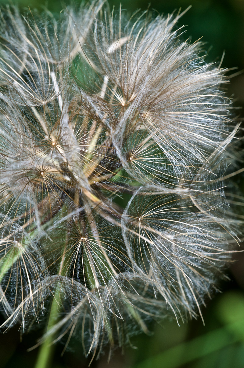 GoatsBeard1507162