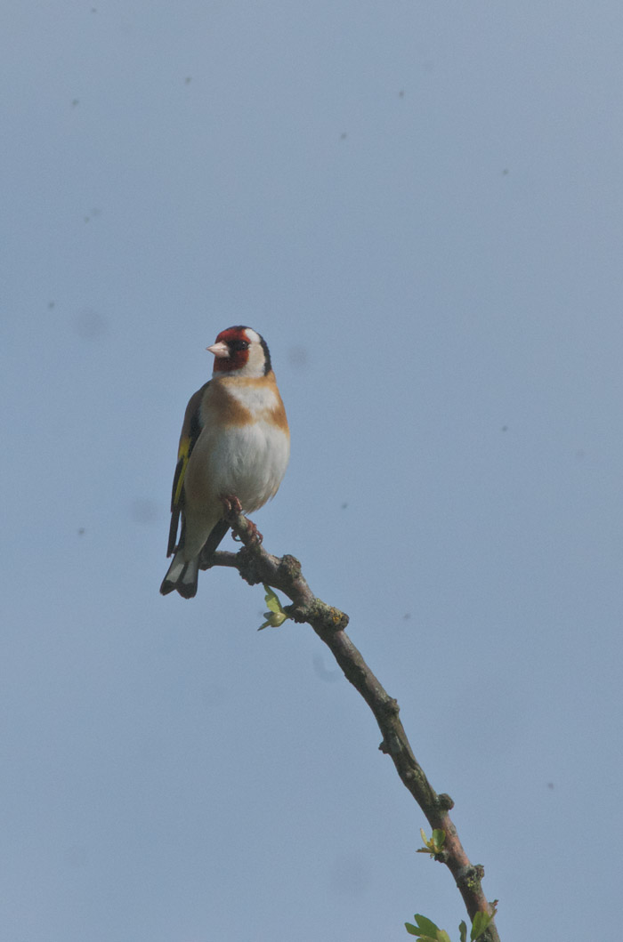 Goldfinch1505161