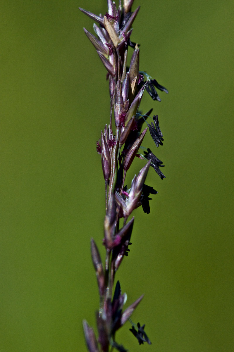 Grass1208161