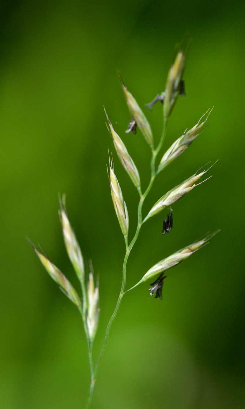 grass21506162