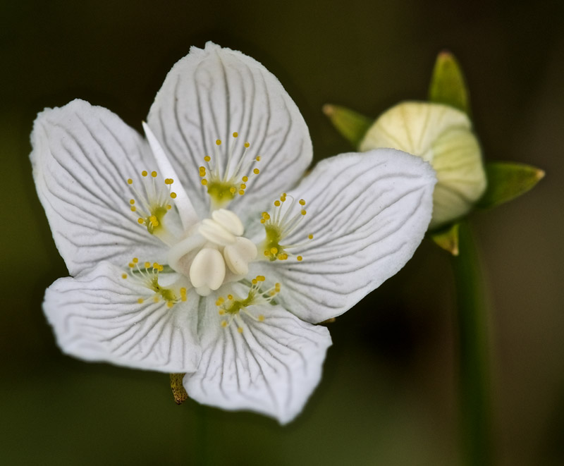 GrassOfParnassus2708161