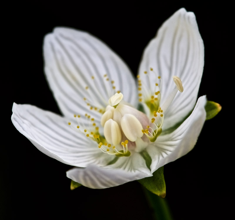 GrassOfParnassus2708162