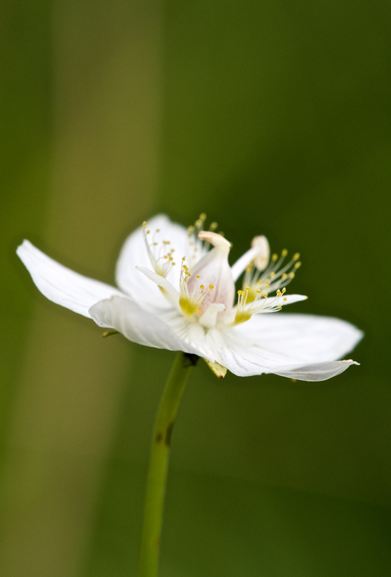 GrassOfParnassus2708163