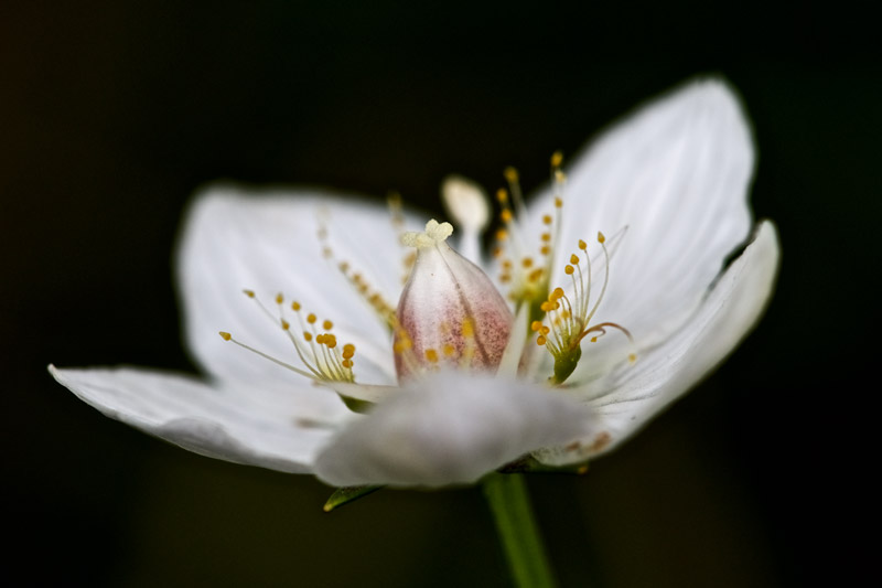 GrassOfParnassus2708164