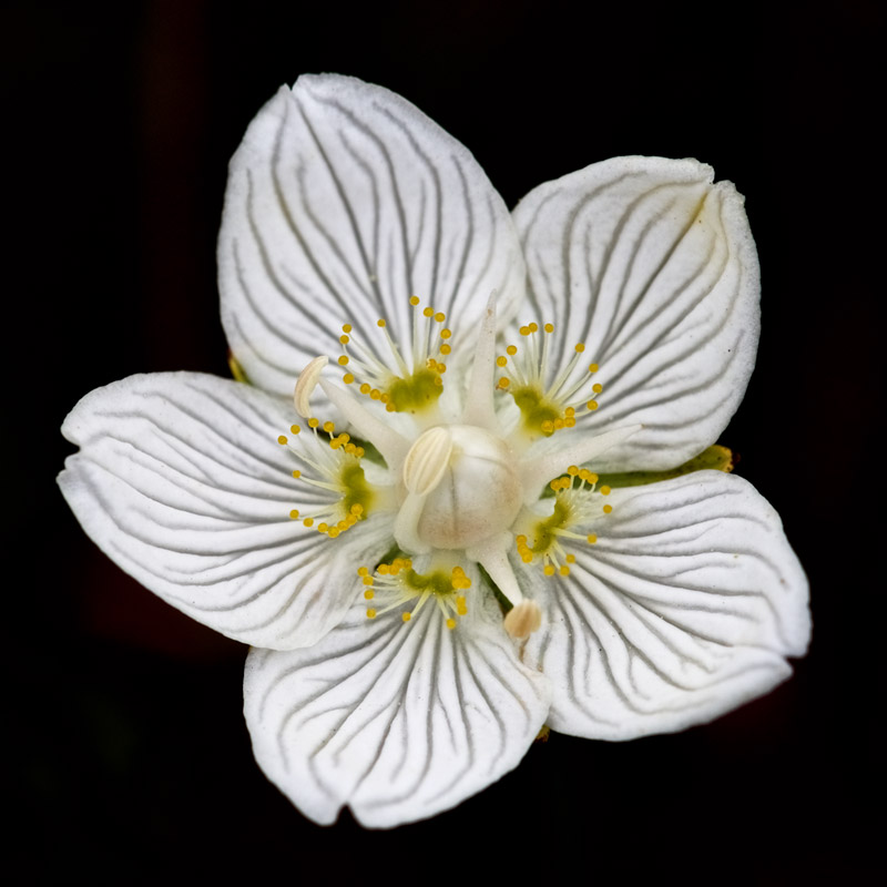 GrassOfParnassus2708166