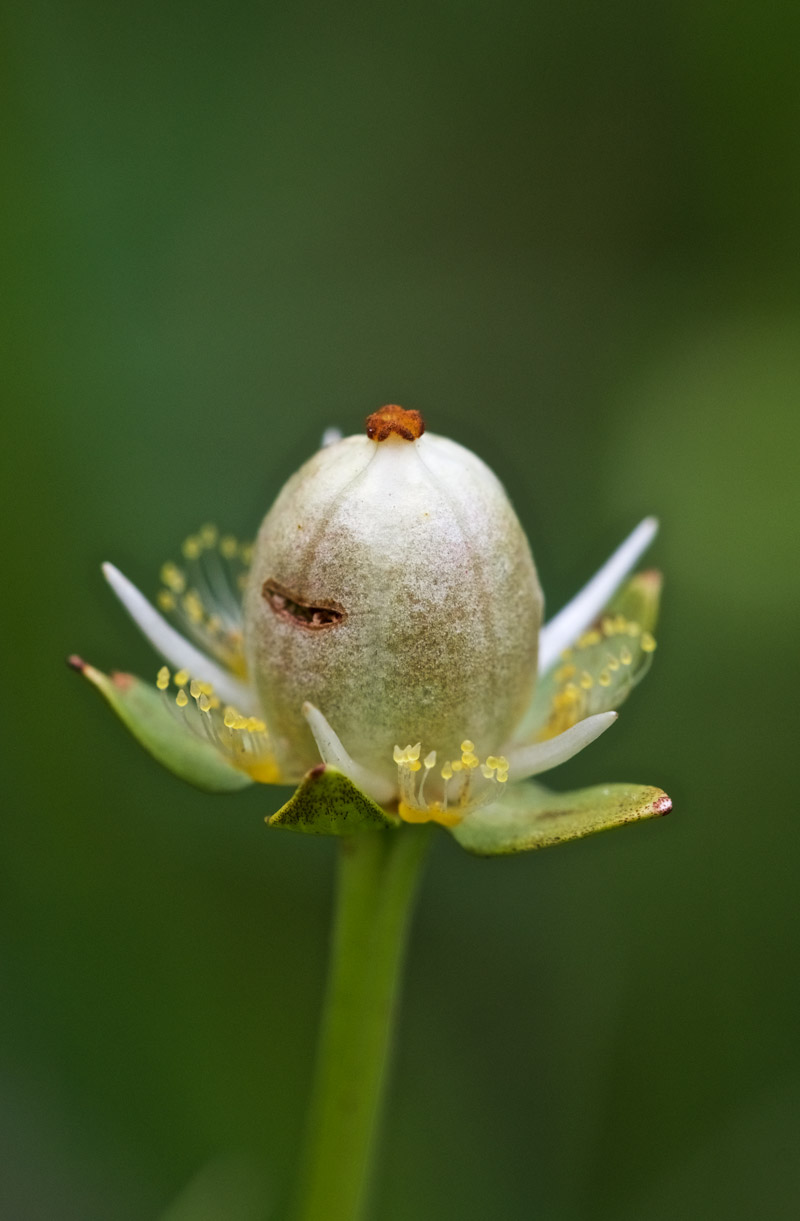 GrassOfParnassus2708167