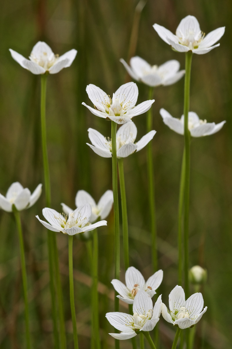 GrassOfparnassus2708168