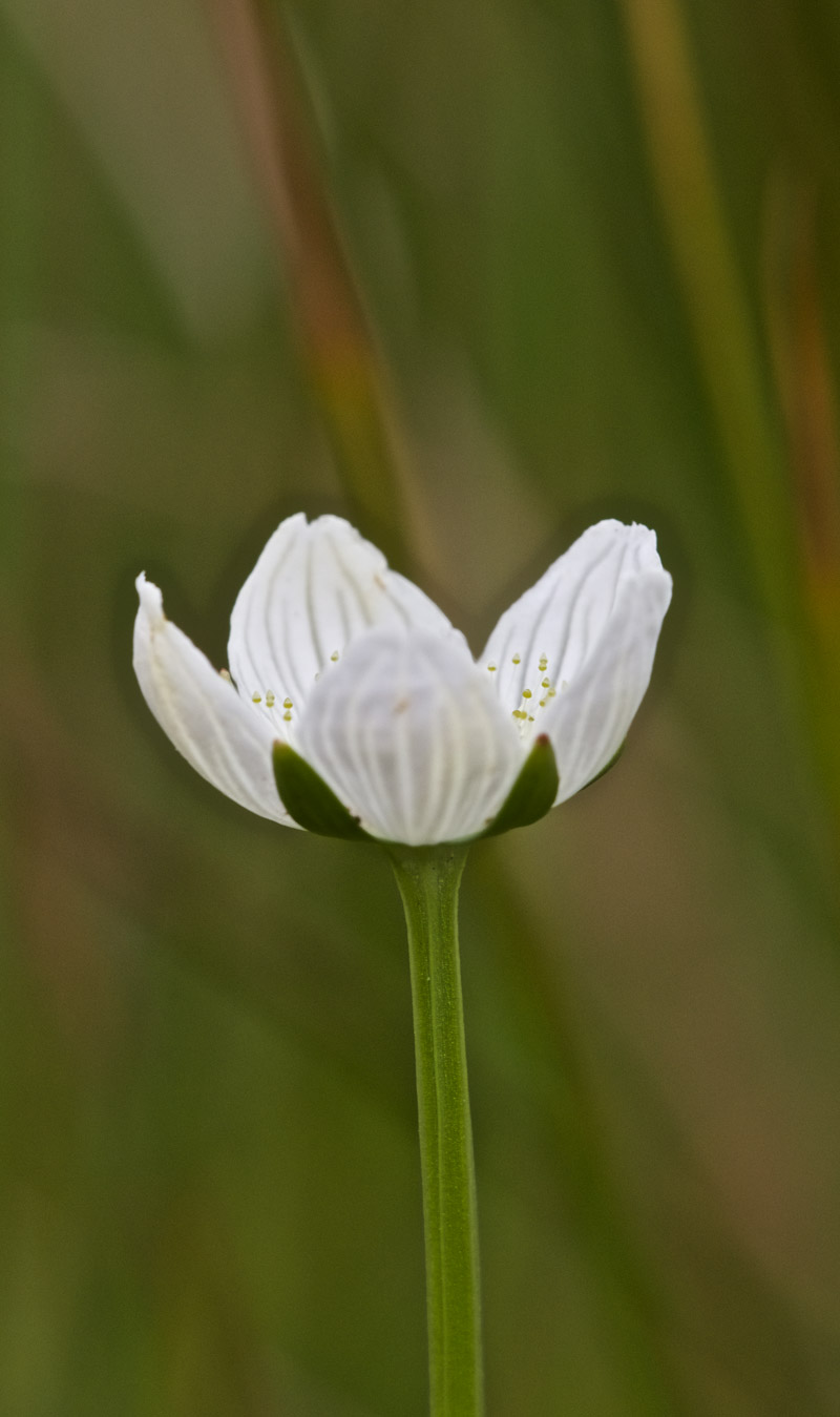 GrassOfParnassus2708169