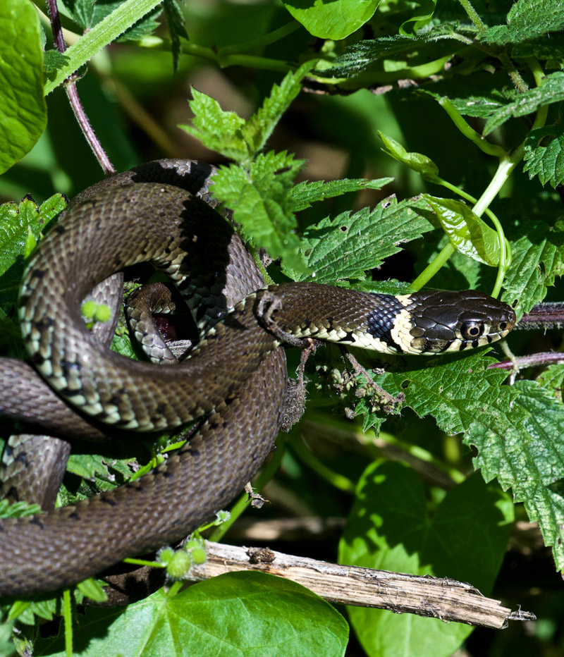 GrassSnake1407161