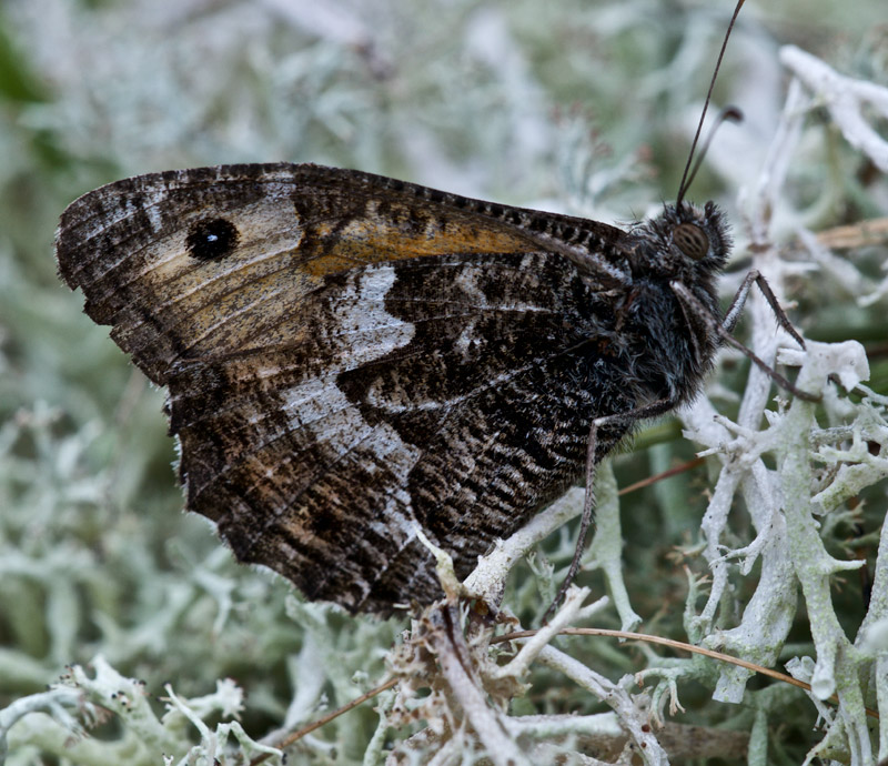 Grayling020816