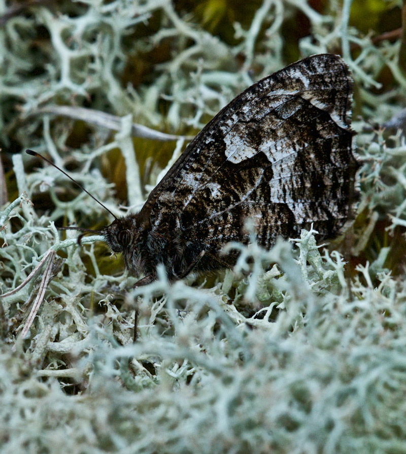 Grayling0208163