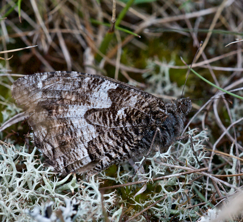 Grayling0208164