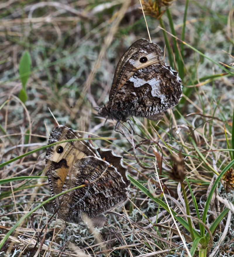 Grayling0208165