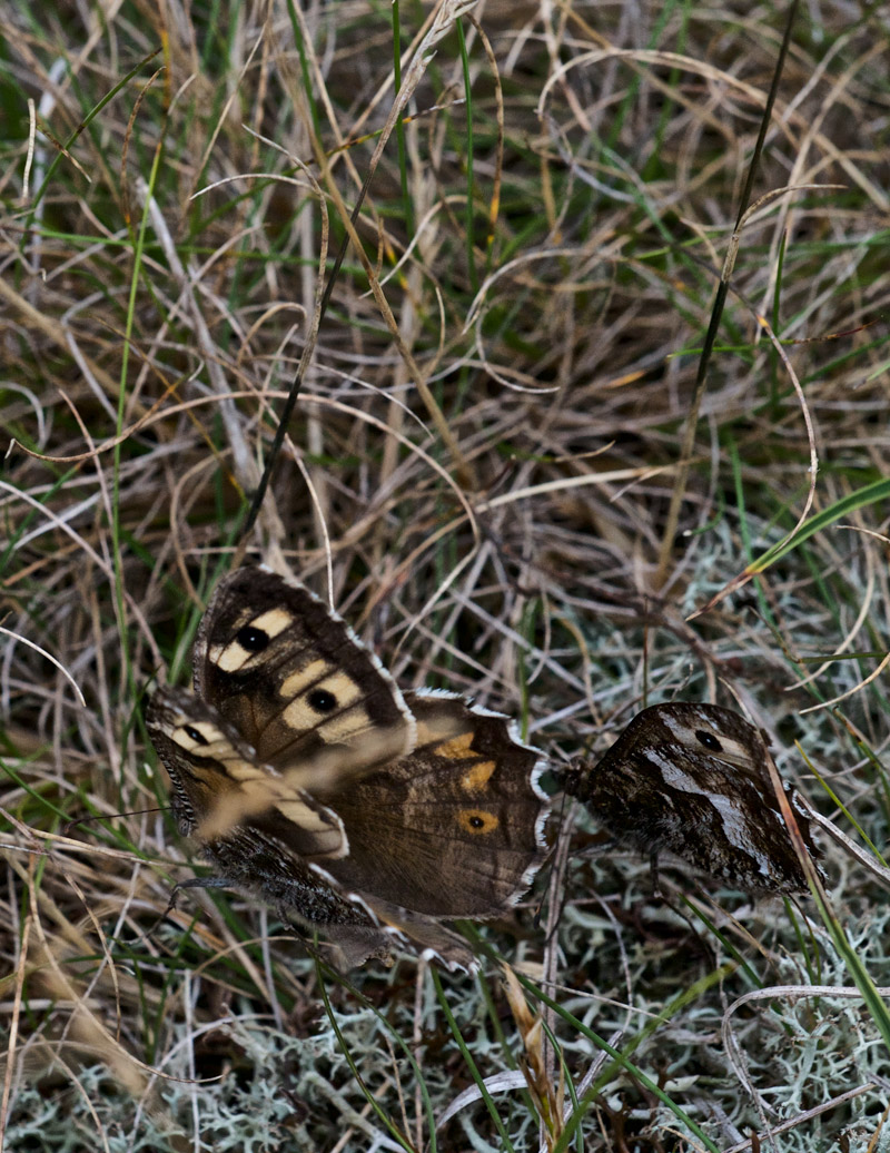 Grayling0208166