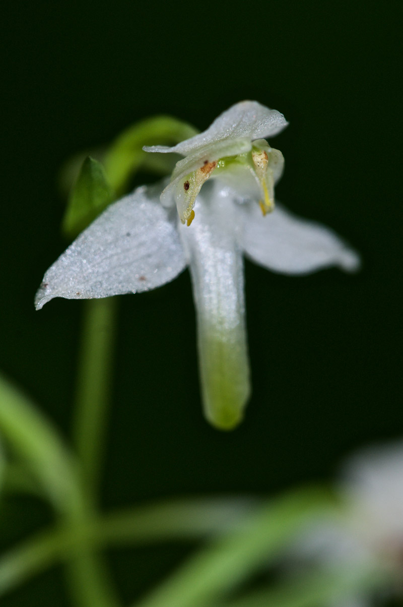 greaterbutterflyorchid2806161