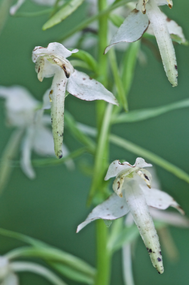 greaterbutterflyorchid2806163