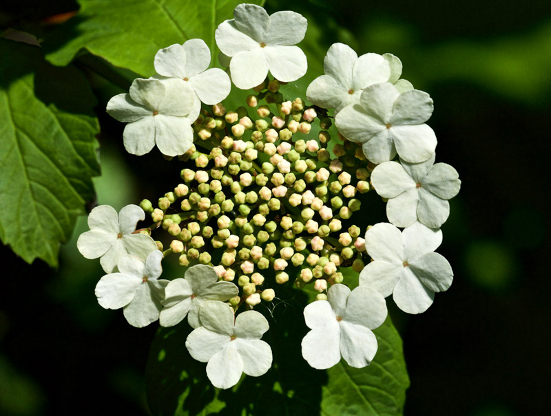 guelderrose0406161