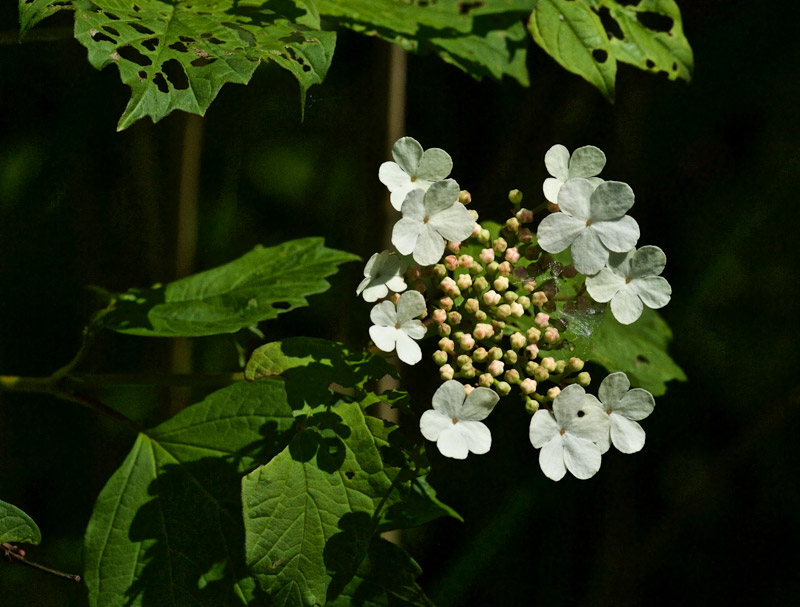 guelderrose0406162