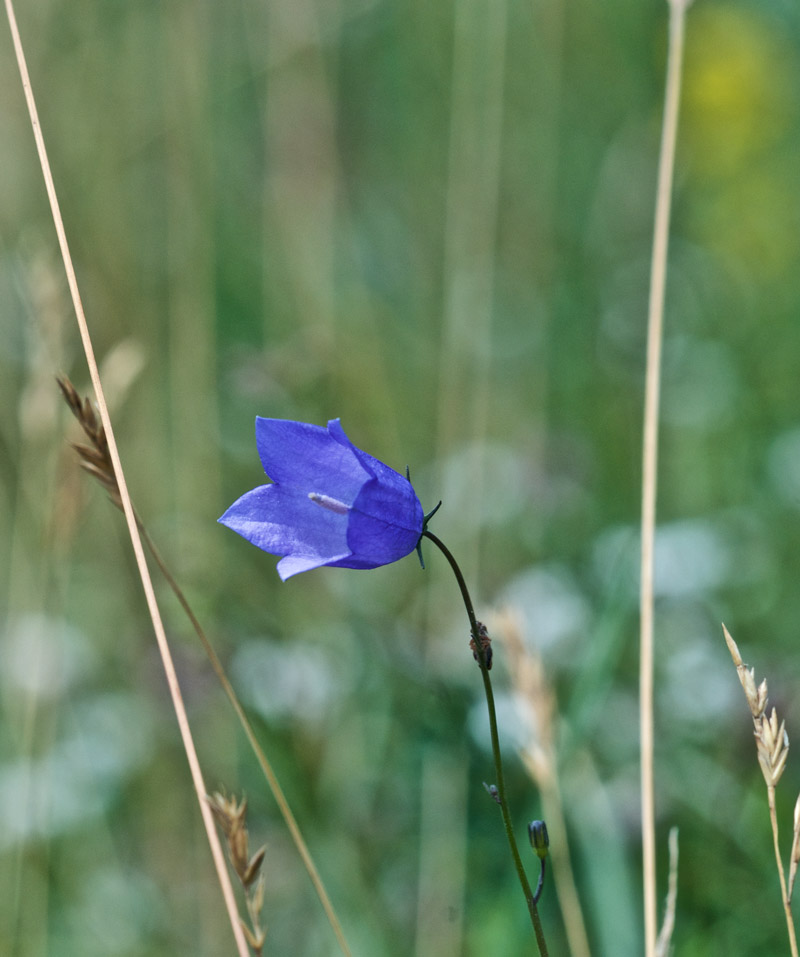 Harebell2407161