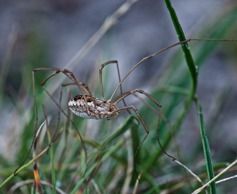 Harvestmen0208161