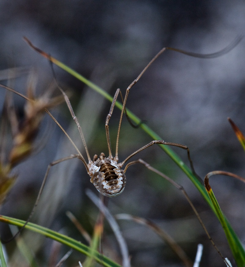 Harvestmen0208162