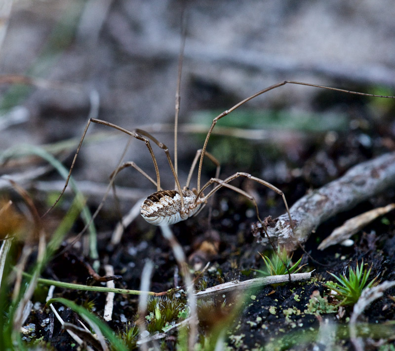 Harvestmen0208163